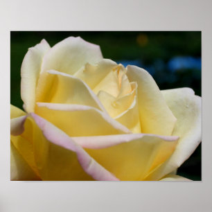 Macro Yellow Rosebud Flower Poster