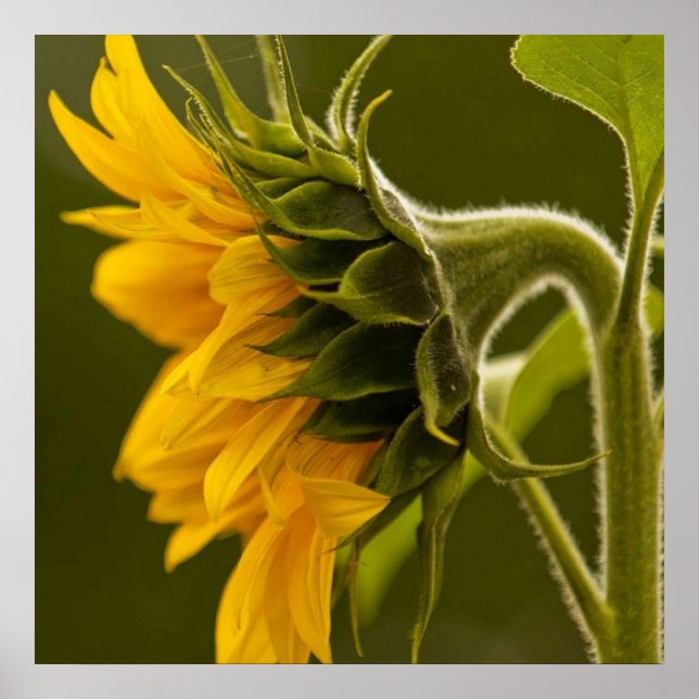 Macro yellow sunflower poster (Front)