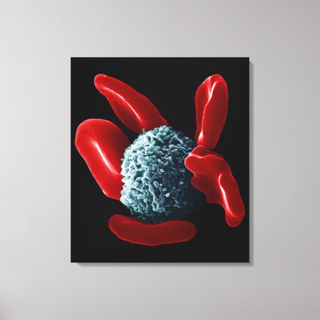 Macrophage Canvas Print (Front)