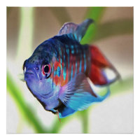 Macropodus Opercularis Aquarium Fish