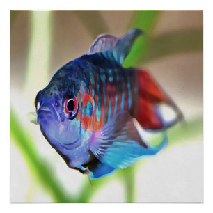 Macropodus Opercularis Aquarium Fish Poster