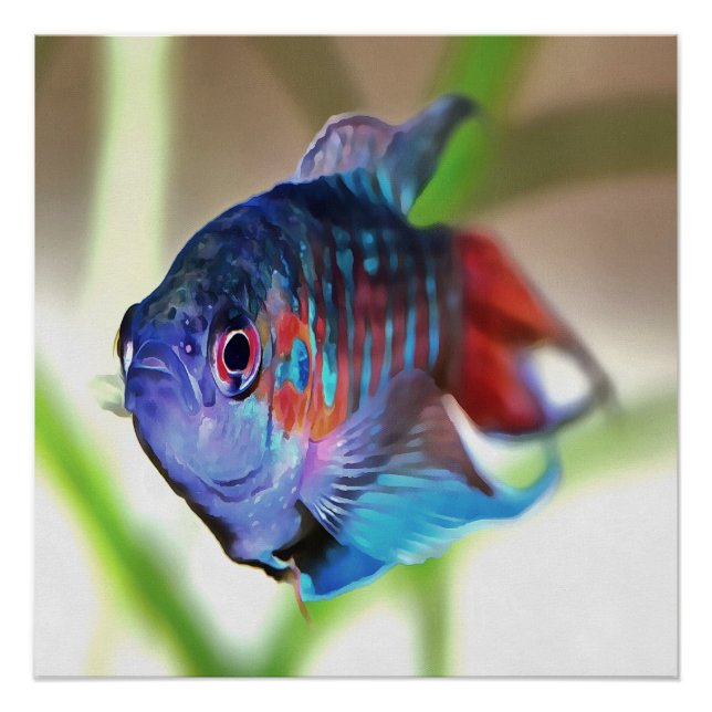 Macropodus Opercularis Aquarium Fish Poster (Front)