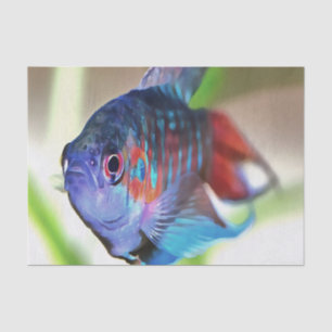 Macropodus Opercularis Aquarium Fish Tissue Paper