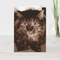 Mad Cat