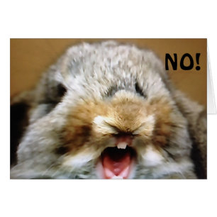 MAD RABBIT SAYS "NO" U CANNOT BE "50"