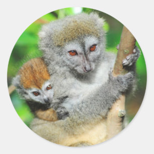 Madagascar, Andasibe, Ile Aux Lemuriens, Mother Classic Round Sticker