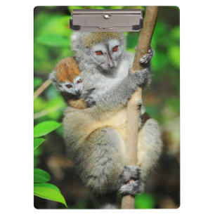 Madagascar, Andasibe, Ile Aux Lemuriens, Mother Clipboard