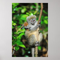 Madagascar, Andasibe, Ile Aux Lemuriens, Mother