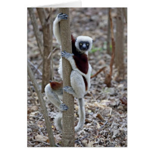 Madagascar, Ankarafantsika Reserve; Ampijoroa;