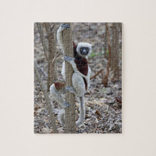 Madagascar, Ankarafantsika Reserve; Ampijoroa; Jigsaw Puzzle