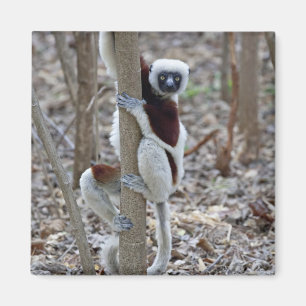 Madagascar, Ankarafantsika Reserve; Ampijoroa; Magnet