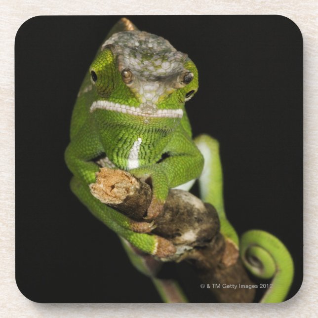 Madagascar Coaster (Front)