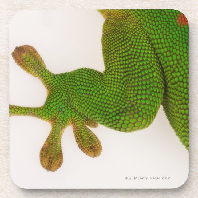 Madagascar day gecko (Phelsuma madagascariensis 2 Coaster (Front)