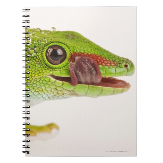 Madagascar day gecko (Phelsuma madagascariensis Spiral Notebook (Front)