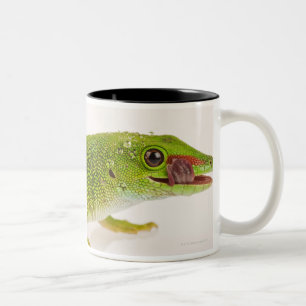 Madagascar day gecko (Phelsuma madagascariensis Two-Tone Coffee Mug
