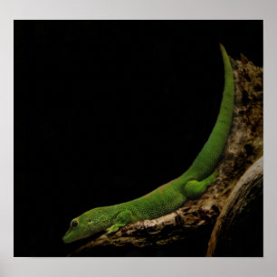 madagascar day gecko print