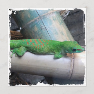 Madagascar Giant Day Gecko Square Invitations