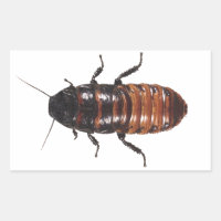 Madagascar Hissing Coackroach