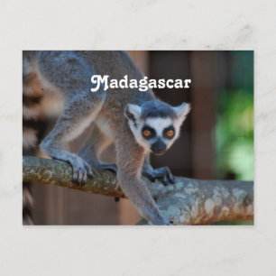 Madagascar Lemur Postcard