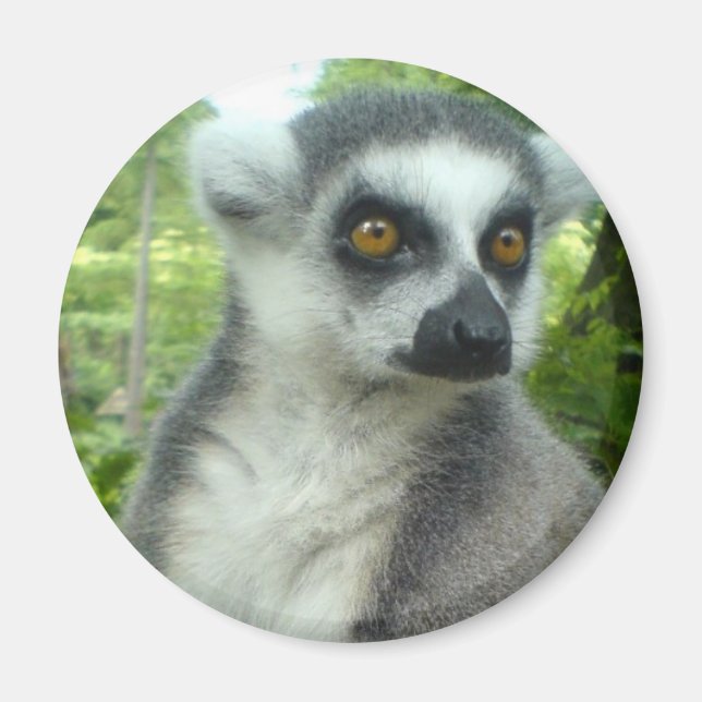 Madagascar Lemur Round Magnet (Front)