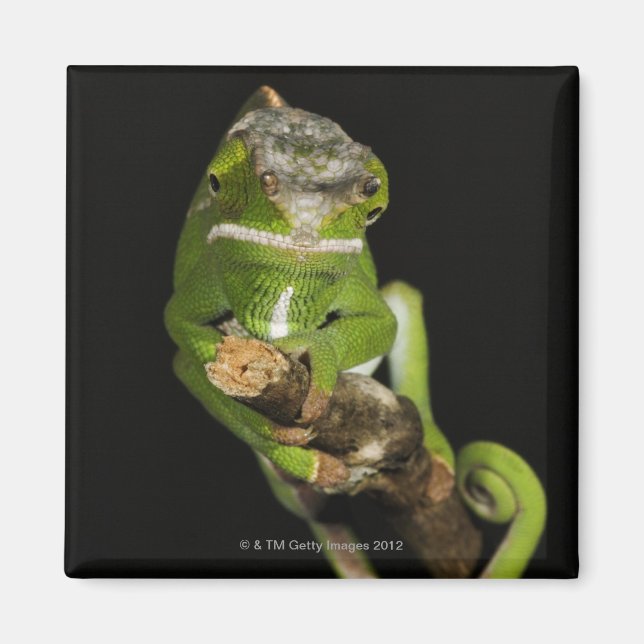 Madagascar Magnet (Front)