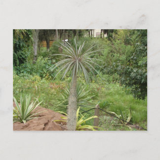 Madagascar Palm Postcard