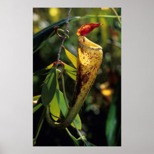 Madagascar Pitcher Plant Poster