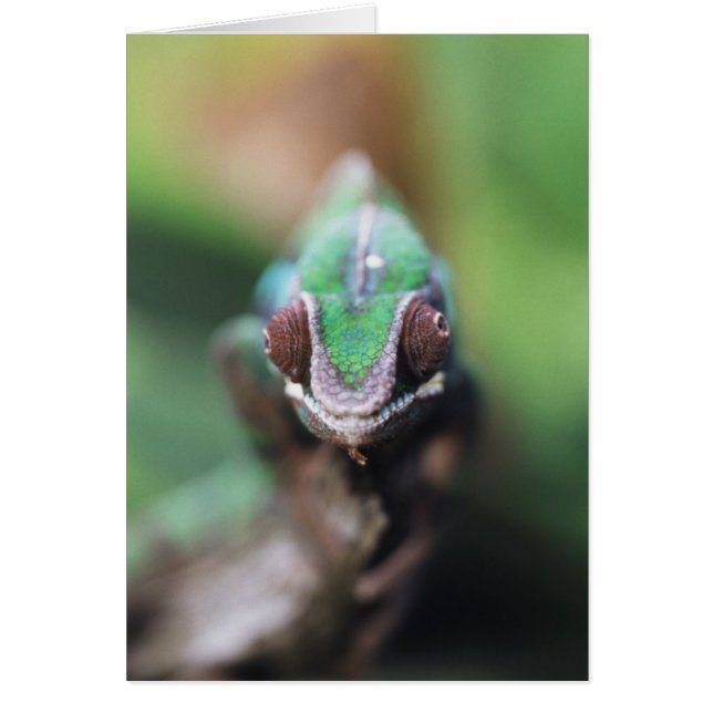 Madagascar, Red bar Panther Chameleon (Front)