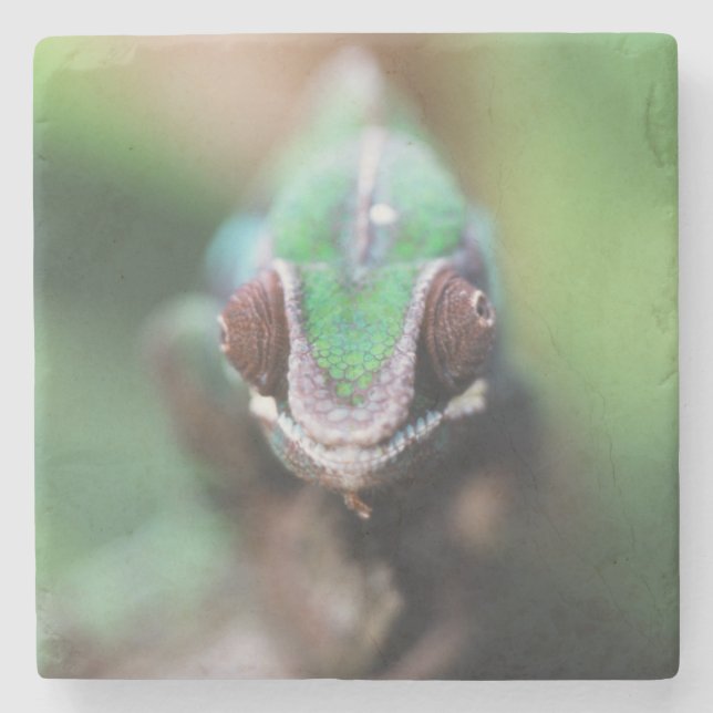 Madagascar, Red bar Panther Chameleon Stone Coaster (Front)