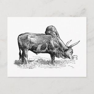 Madagascar Zebu Postcard