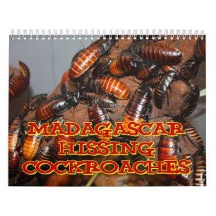 Madagasgar Hissing Cockroaches Wall Calendar