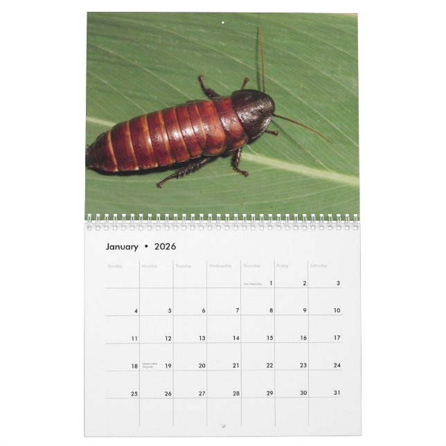 Madagasgar Hissing Cockroaches Wall Calendar (Jan 2026)