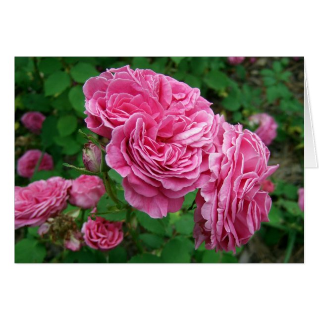 Madame Isaac Pereire (Front Horizontal)