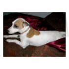 Made for Shiner Card