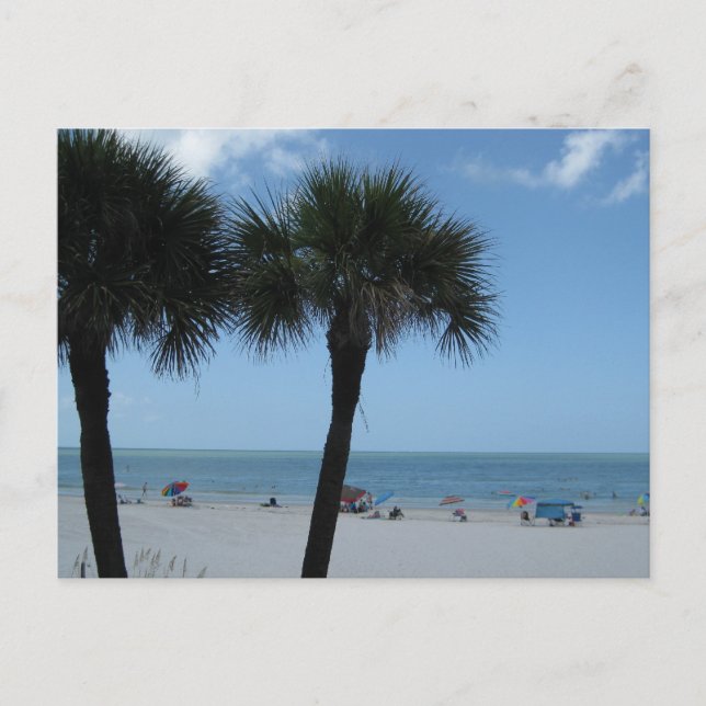 Madeira Beach Palms Postcard (Front)