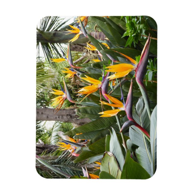 Madeira - Birds of Paradise Magnet (Vertical)
