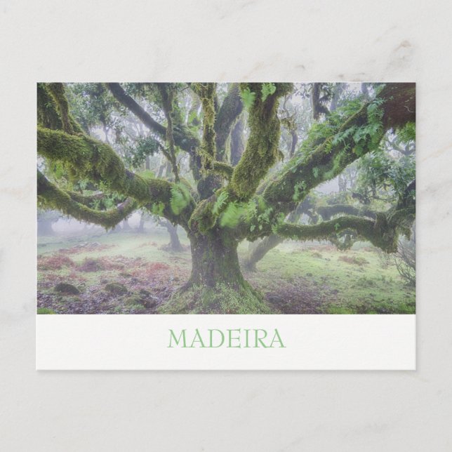 Madeira - Laurel tree postcard with text (Front)