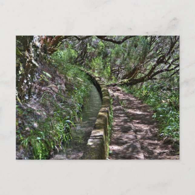 Madeira Road Way Postcard (Front)