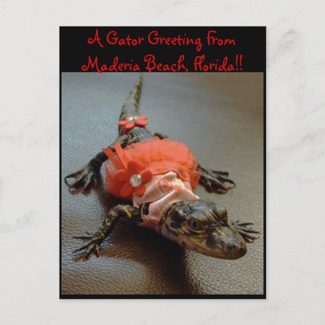 Maderia Beach, Florida Gator Greeting Post Card (Front)