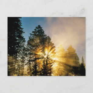 Madison River Yellowstone National Park Postcard