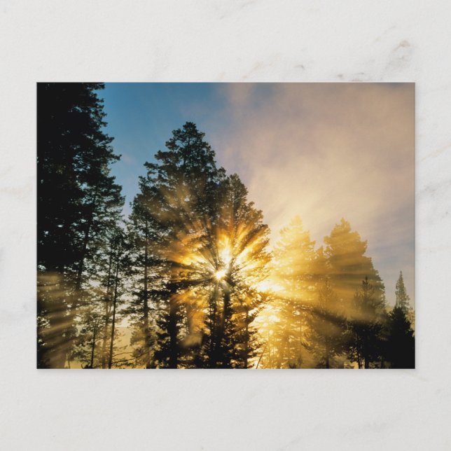 Madison River | Yellowstone National Park Postcard (Front)