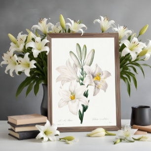 Madonna Lily from Choix ,Redouté.  Poster