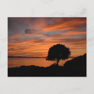 Madrone Sunset Postcard