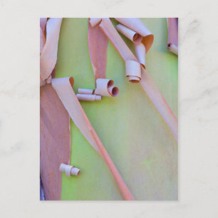 Madrone Tree Bark Abstract Postcard