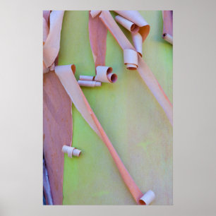 Madrone Tree Bark Abstract Poster