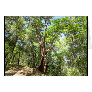Madrone Tree on Sonoma Mountain Trail