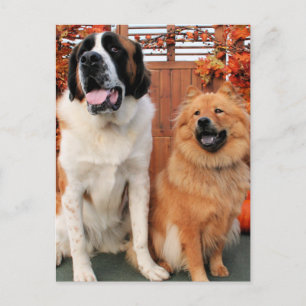 Mae - St Bernard and Cinny - Chow Chow Photo-4 Postcard