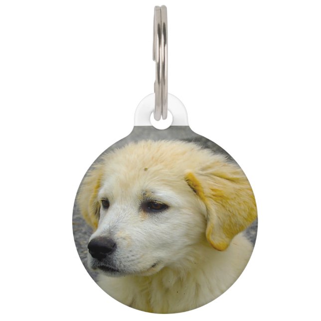 Maemmar Sheepdog. Pet Tag (Front)