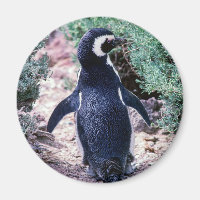 Magellanic Penguin in Peninsula Valdes - Argentina
