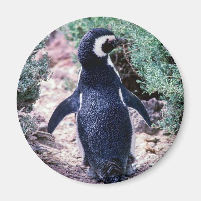 Magellanic Penguin in Peninsula Valdes - Argentina Magnet (Front)